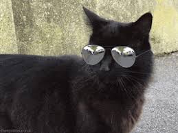 We did not find results for: Sunglasses Aviators Gifs Get The Best Gif On Giphy