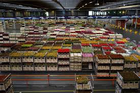 North holland is a province of the netherlands in the northwestern part of the country. Royal Floraholland Wikiwand