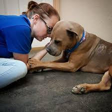 Dead Dog On Side Of Road Lifts Her Head To Tell Woman She S Alive Dogs Animal Stories Dead Dog