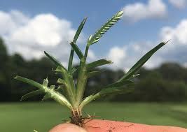 Bonide 0651 Crabgrass And Broadleaf Weed Killer, Liquid, 1 Gal