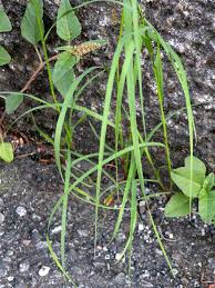 Image result for Eragrostis congesta