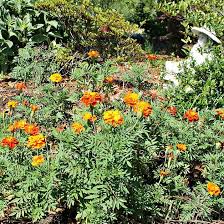 How do you germinate marigold seeds indoors? Marigolds From Seed To Bloom