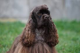 Image result for americký kokršpaněl