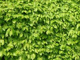 If playback doesn't begin shortly, try. Unterschied Zwischen Buche Und Hainbuche Buchen Pflanzen Kaufen Buchenhecke Hecke Pflanzen Krankheiten