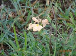 Image result for Crossandra mucronata