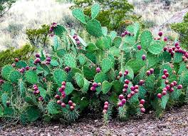 Image result for how to eat cactus