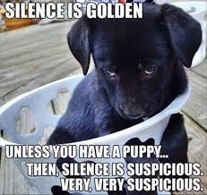 Silence Is Golden Funny Animal Memes Funny Dog Memes Funny Dogs