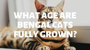 Not planning on doing it right now, i'm just asking for future reference. What Age Are Bengal Cats Fully Grown Authentic Bengal Cats