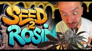 Die Lieblingssorten von Serious Seeds Gründer Simon Smit