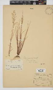 Image result for Pogonarthria