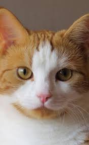 Gingercat By Eilenna Deviantart Com On Deviantart Cute Cats Cool Cats Cute Animals