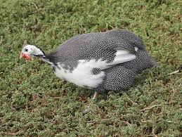 Guinea hens are typically more productive in the first 3 years of their life than when they get older. Domestic Guineafowl Wikipedia