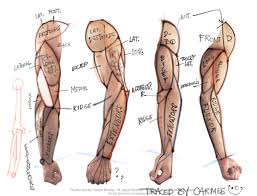 This makes for a complex problem: Arm Muscle Map Needs Corrections Arm Muscles Arm Anatomy Human Anatomy Drawing