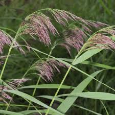 Image result for Trichopteryx marungensis