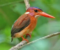An ultra rare beautiful bird, threatened with extinction. Sulawesi Dwarf Kingfisher Animal Database Fandom