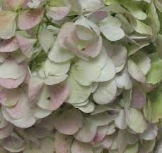 We did not find results for: Green Hydrangea Wedding Bouquets Easy Flower Tutorials For Weddings