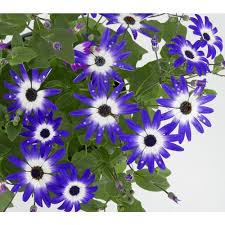 Senetti Pericallis Plants, Bulbs & Seeds At Lowes.Com