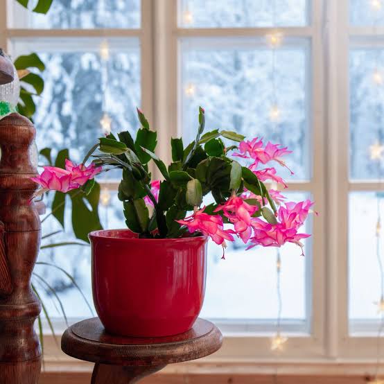 Christmas Cactus