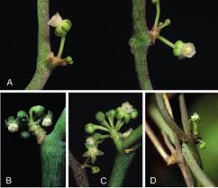 Image result for Chasmopodium