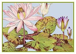 Tanigami Konan Asian Lotus Flower Counted Cross Stitch