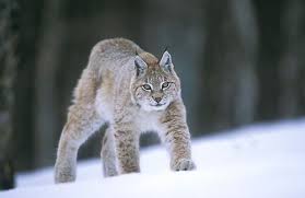 Oguzhan Cal Adli Kullanicinin American Wild Cat Panosundaki Pin Vasak Hayvan Kedi