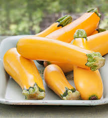Knowing when to pick zucchini squash plants will certainly help you to harvest at the right time. Easy Pick Gold Zucchini Compact Plants Fast Growing