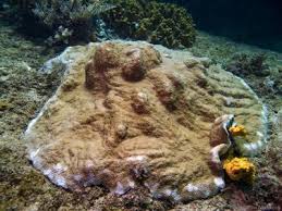 Image result for Subularia monticola