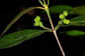 Image result for Pyrostria bibracteata