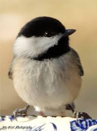 Birds Of A Feather Song Original Pin By Dianimal On Back Yard Birds Birds Painting Bird Feathers Wild Birds