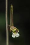 Image result for Eulophia longisepala