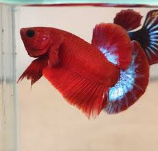 Pin On Beautiful Betta Fish