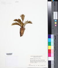 Image result for Afrosciadium rhodesicum