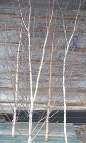 Real Birch Tree Wall Art Birch Trees For Decor Not To Plant 6ft To 8ft Plus White Birch Trees Birch Tree Birch Tree Decor