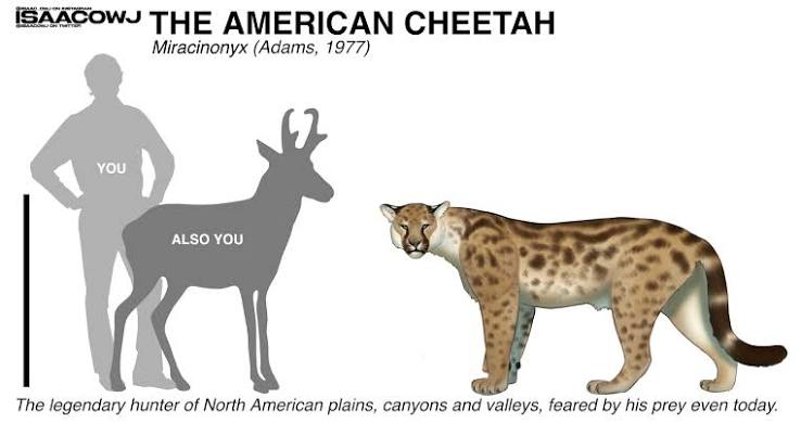 The American Cheetah, Miracinonyx trumani : r/Naturewasmetal