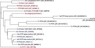 The surreal acrobatic spectacular zarkana by cirque du soleil makes its debut inside aria resort mereka sangat kreatif dan penuh dg imajinasi.take a look. The Interface Between Phosphatidylinositol Transfer Protein Function And Phosphoinositide Signaling In Higher Eukaryotes Sciencedirect