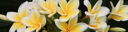 Frangipani Care How To Grow A Frangipani Flower Power