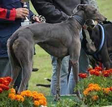 With each dog easily distinguished by colored jackets, there is no way you will fail to identify the dogs as they whizz past the cameras. 30 Greyhound Ideas Greyhound Greyhound Pictures Dogs