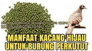 Maybe you would like to learn more about one of these? Rahasia Perkutut Gacor Dengan Kacang Hijau Youtube