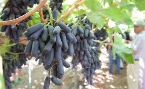 Aug 12, 2018 · what are sweet sapphire grapes? Sweet Sapphire Gruppo Tarulli Op