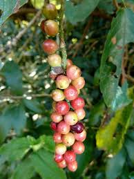 Image result for Antidesma venosum