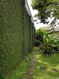 Sinox nursery rental tanaman, toko tanaman hias semarang, toko tanaman terdekat, tukang taman, jasa taman, sewa tanaman, rumput gajah mini, tanaman pucuk merah, tanaman kacangan, toko tanaman buah, taman pabrik, taman pom bensin Detail Gambar Jual Tanaman Rambat Pacar Tembok Sinox Nursery