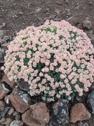 Image result for Eriosema robinsonii