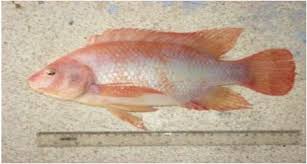 Proses persiapan, pelaksaan, dan penyusunan laporan ini telah. Klasifikasi Dan Morfologi Ikan Nila Merah Oreochromis Niloticus Fishery Man