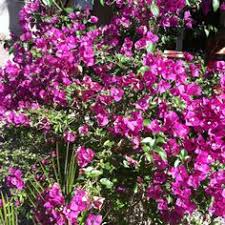 Oddly though when enlarging one of my photos so i could see every flower, none have the hairy insides that the polygala virgata did have today. Deep Purple Flowering Bushes Flower Bush Flowers Perennials Flowering Bushes
