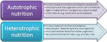 Notes On Photosynthesis Cbse Class 10 Science