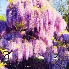 Image result for Wisteria