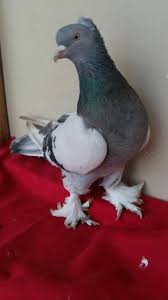 blt blt adli kullanicinin guvercin pidgeon panosundaki pin evcil hayvanlar guzel kuslar hayvanlar