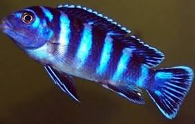 Agar terlihat indah, aqua friends bisa menggunakan. African Cichlids Freshwater Fish Species Tank Facts