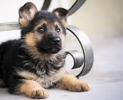 Perros de trabajo animales perros militares perro policia perros pastor alemán dibujos de perros fotos de perros mascotas perros. Alimentacion De Un Pastor Aleman Cachorro