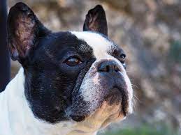 We did not find results for: Is Your Frenchie Overweight Check Out 3 Simple Tests To Get The Answe Frenchie World Shop